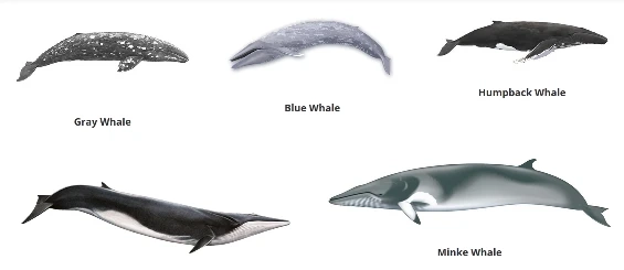 Best Whale Watching in San Diego: A Spectacular Ocean Adventure!