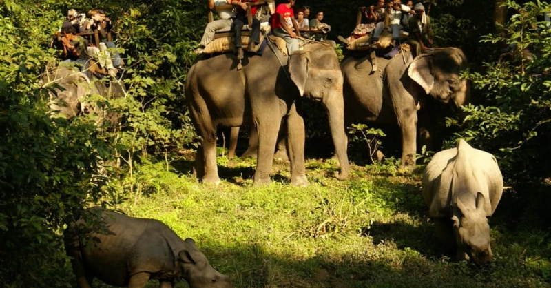 Chitwan Wildlife Safari In 2021