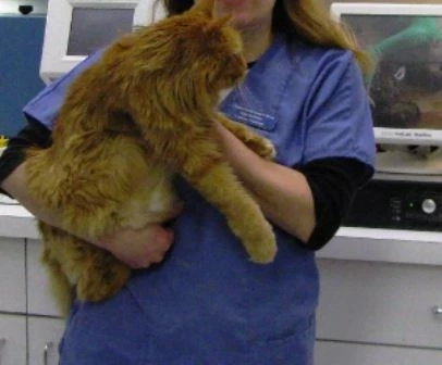 Eliminate Fleas From Cats By Treating Other Pets