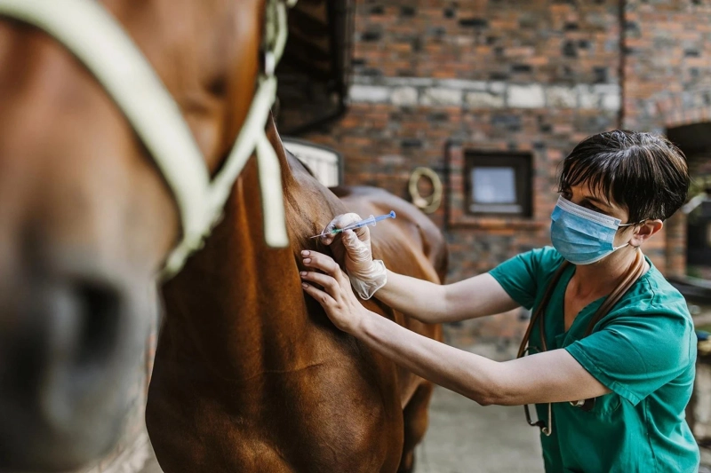 Understanding Castrated Male Horses: A Comprehensive Guide by Horses Guide
