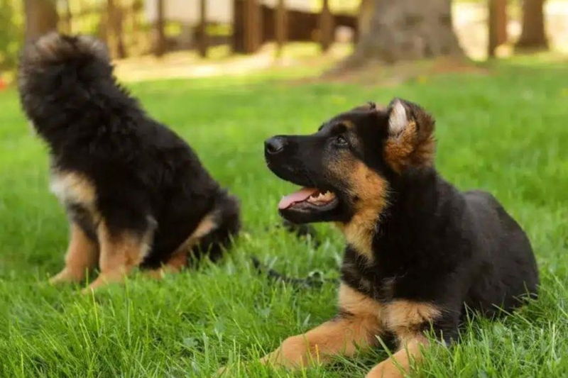 Tips for Identifying the Best German Shepherd Breeders in Maryland