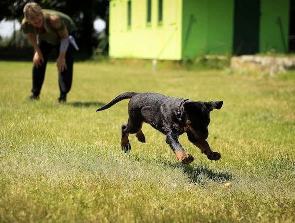 What is the first thing to train a dog?