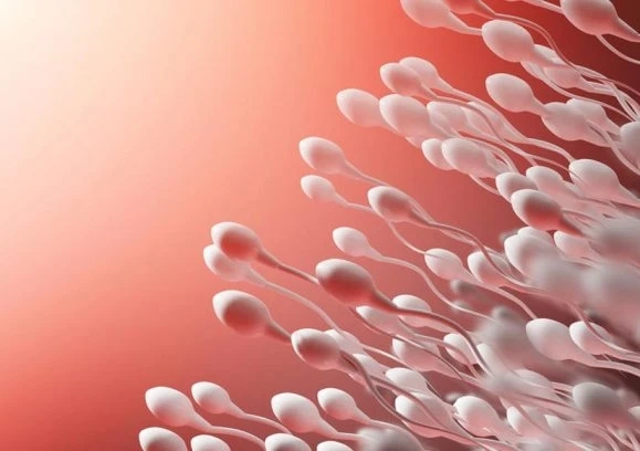 What is sperm motility? How does it affect fertility?