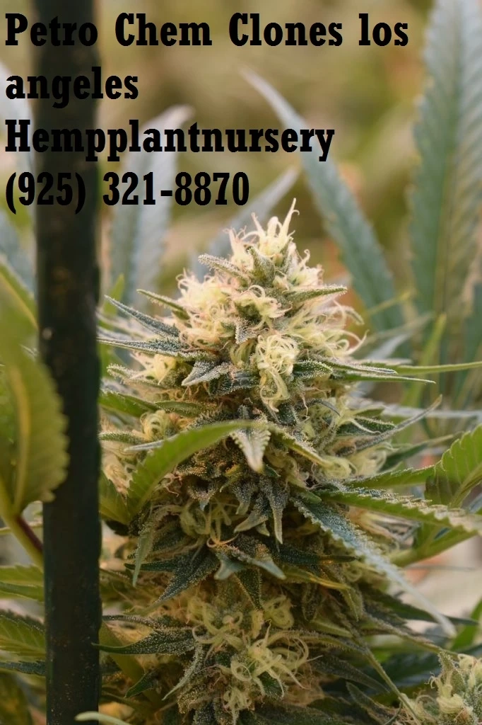 Petro Chem Clones San Jose Hempplantnursery