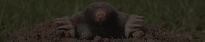 Safe, Effective Solutions for Mole Control in Your Garden