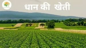 Dhan Ki Kheti  Zyada Upaj aur Munafa Paane ka Scientific Tarika