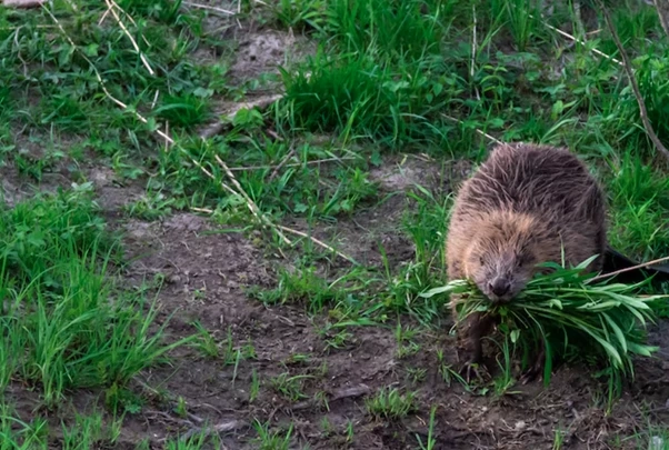 Could Regular Mole Trapping Service Prevent Future Infestations