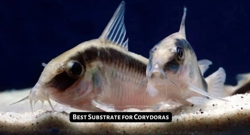Exploring the Enigmatic World of Corydoras Catfish