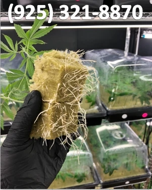 Ice Cream Cake X Kush Mintsclones Sacremento