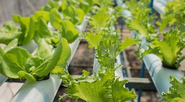 Which Method Is Best Hydroponics Nutrients or Soil Based Planting?