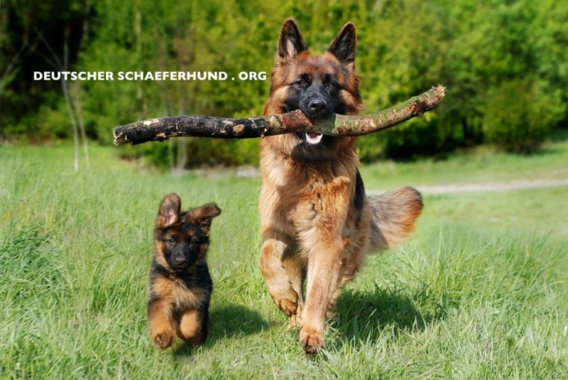 Deutscher Schäferhund Informationen