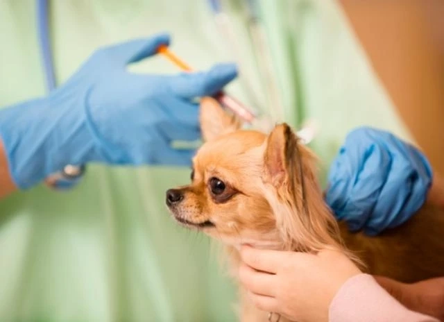 Why Is It Important To Maintain Your Dog’s Vaccines?