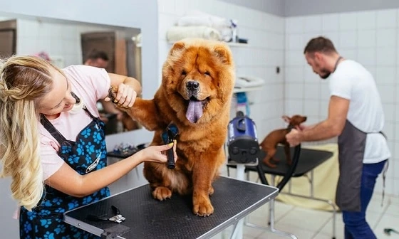 Essential Insights on Puppy Grooming Riverview