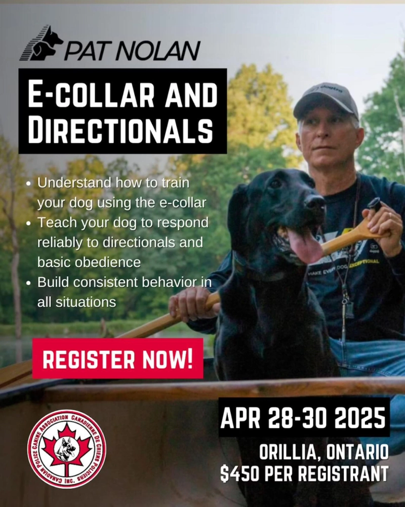 Labrador Retriever Training for Field, Hunt, and Real-World Performance