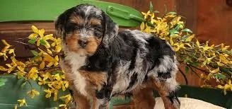 F1b Standard Bernedoodle Puppies: Family Companion Guide
