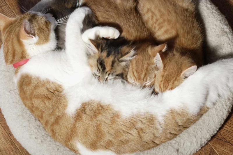 How Long Do Kittens Nurse?