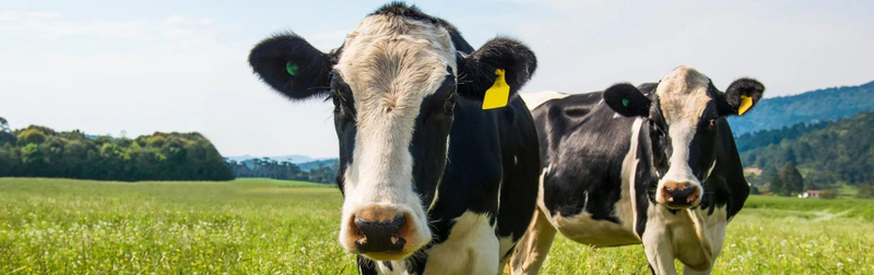 Senior Cow Care