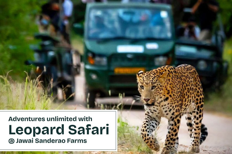 Uncover the Hidden Gem of Rajasthan: Jawai Sanderao Farm - Best Resort Near Jawai Bandh