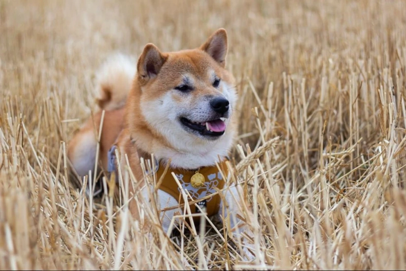 Hokkaido Dogs Around Children And Other Pets