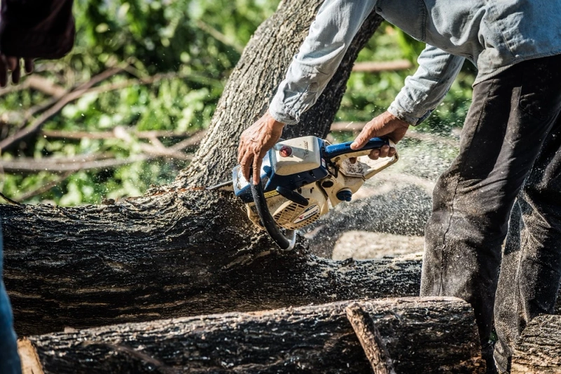 Is Tree Removal Dangerous? Why You Should Hire Professionals