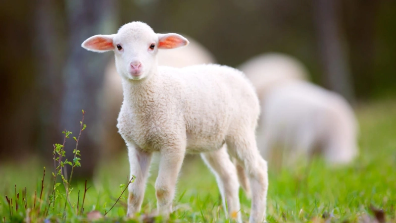 12 Powerful Animals Quotes About Compassion