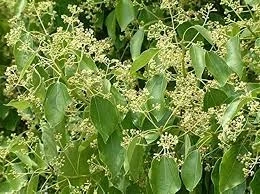 Camphor Essential Oil Manufacturers: Finding the Best in the Industry