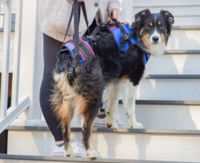 A Harness For Your Dog