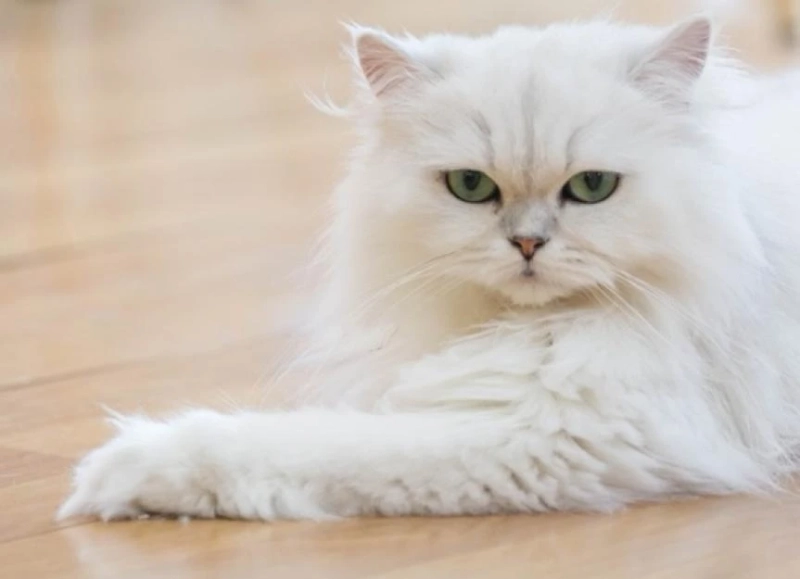 Great Reasons Why Cats Make Great First Pets
