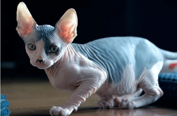 Fascinating Personalities Of Hairless Cats