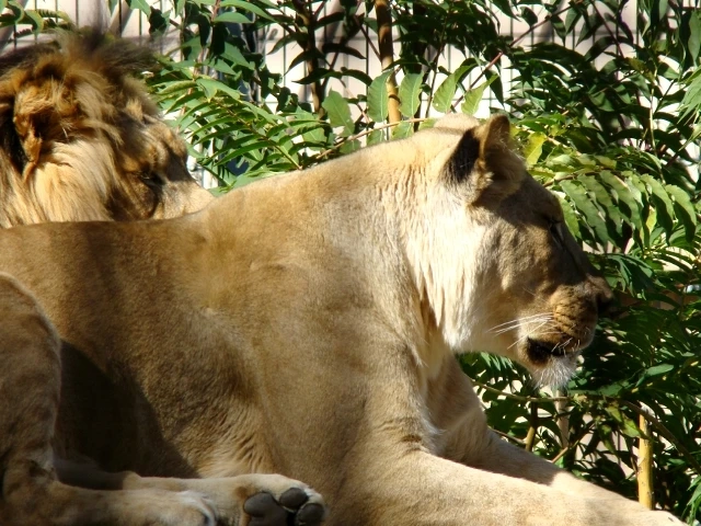 Conserve the Lions from The Ill Acts of Humans in Sasan Gir