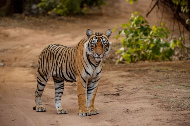 A Right time to visit Sundarban