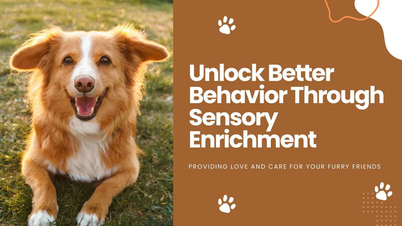 Understanding the Role of Sensory Mats in Canine Behavior Management