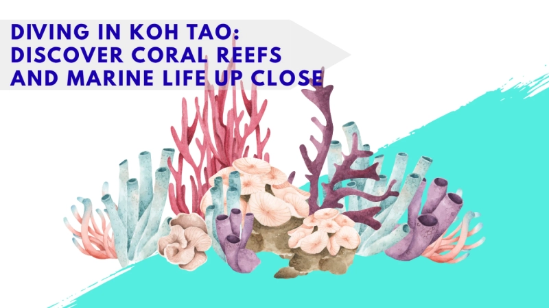 Diving in Koh Tao: Discover Coral Reefs and Marine Life Up Close