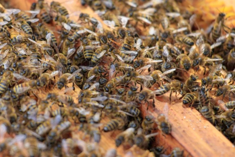 Nurturing Nature's Harmony: A Guide to Bee-Friendly Gardens Supported by Top Natural Honey and Mustard Honey Exporters