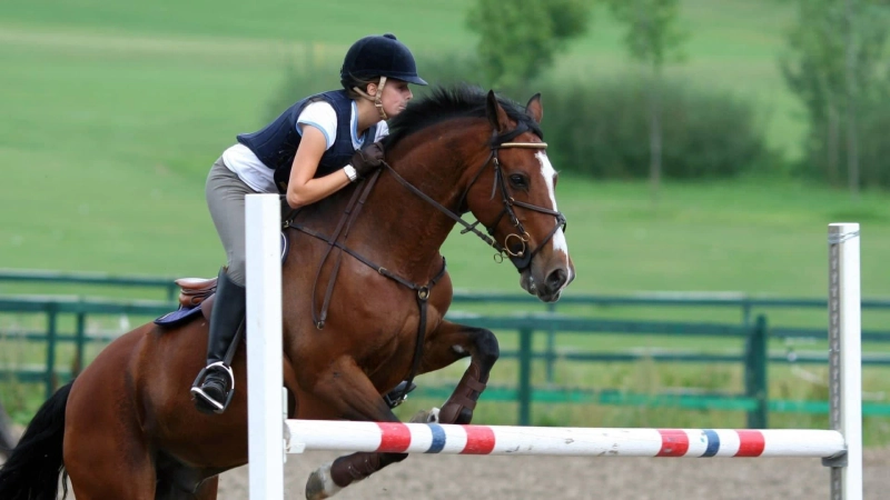 The horse: its nature and relationship with man