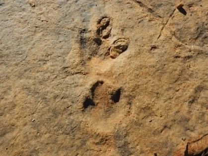 Were Dinosaurs skilled Ballerinas and Sensitive Lovers?