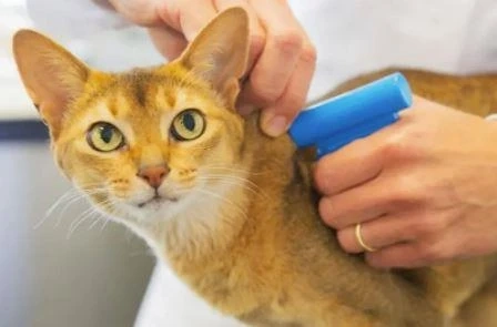 How To Prevent Worms In Cats