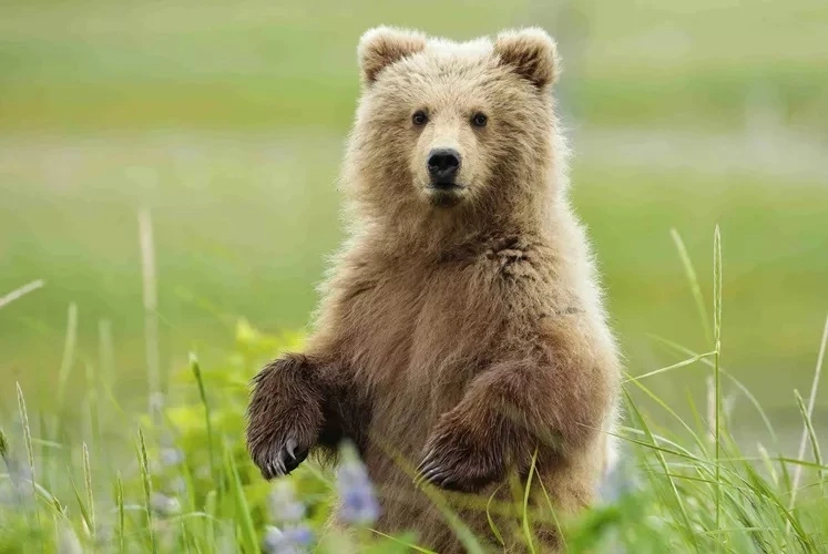 How Can Bear Symbolism Enhance Personal Confidence?