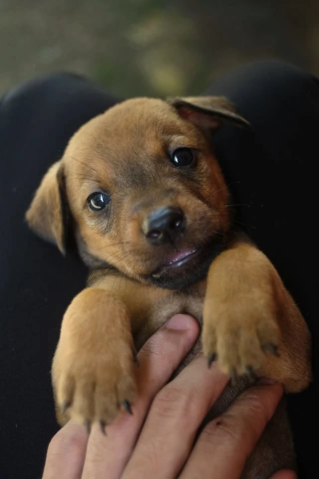 7 Items You Will Need for Puppies