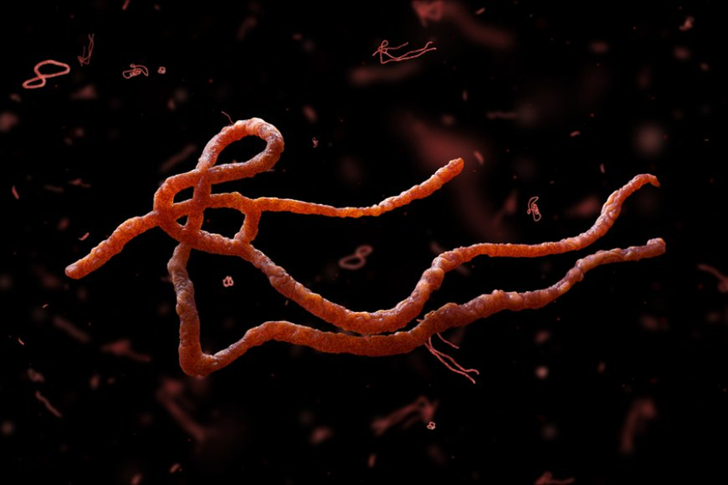 Parasitic Diseases Therapeutics Market Size, Share, CAGR of 5% Growth, Trends, Analysis, Report and Forecast 2024-2032 USD 2.77 billion