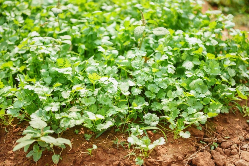 The Importance of Green Coriander Farming: A Guide for Beginners