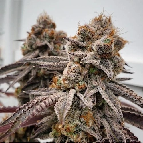 Know Your Soil Type Before Buying Marijuana Seeds