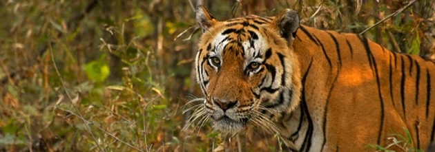 It’s Time to Explore all the Buffer Zones of Ranthambore National Park