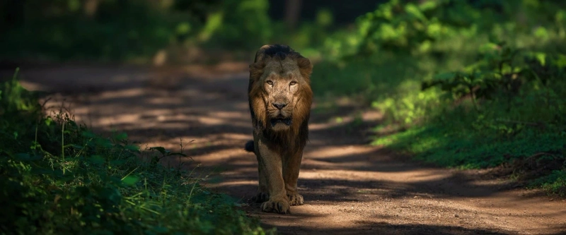 A Guide to Booking Multi-Destination Wildlife Tour Packages