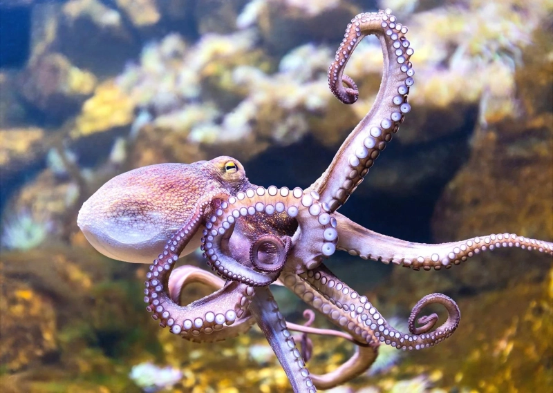 Octopus and Halal Status: A Critical Analysis from an Islamic Perspective