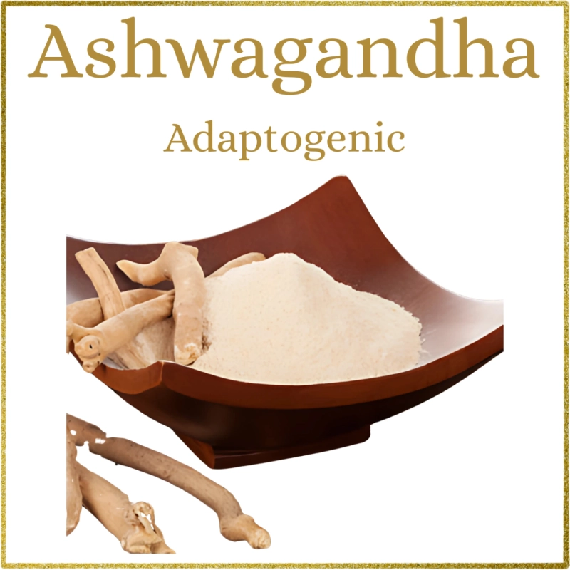 Micro Nutrition for Dog Food: Building Long-Term Vitality Through Small Nutrients