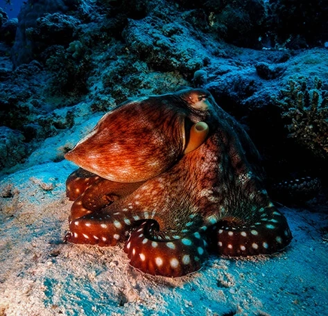 A GUIDE TO DIVING IN SPAIN