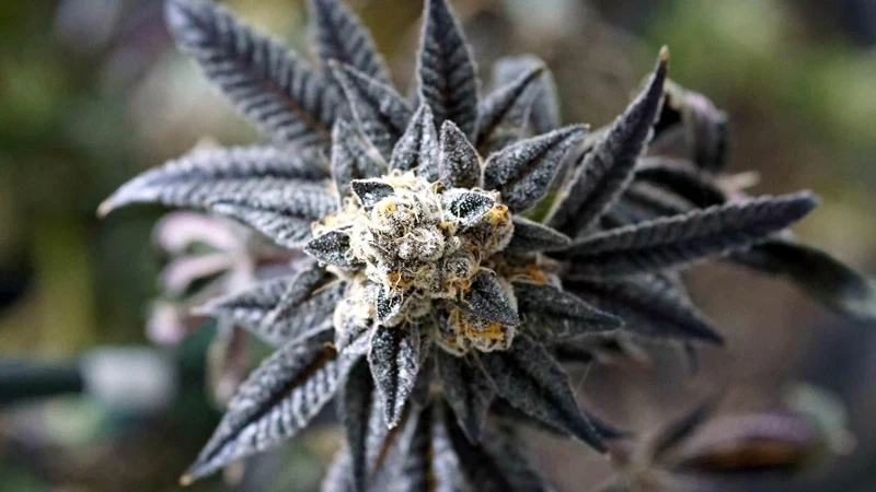 MENDO BREATH (Trees Sixty Clones)