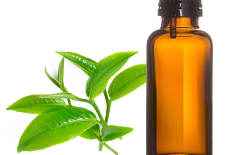 Tea Tree Oil Manufacturer Indonesia