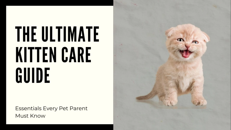 The Ultimate Kitten Care Guide: Essentials Every Pet Parent Must Know